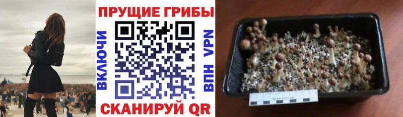 Псилоцибиновые грибы MAGIC MUSHROOMS  наркошоп  Дзержинск 